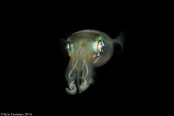 One of the little-known squid facts is that they have thr... by Kyle Castelyn 